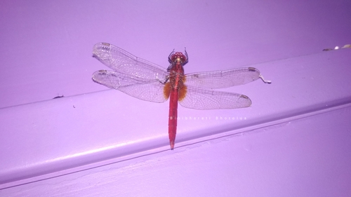 Rufous Marsh Glider