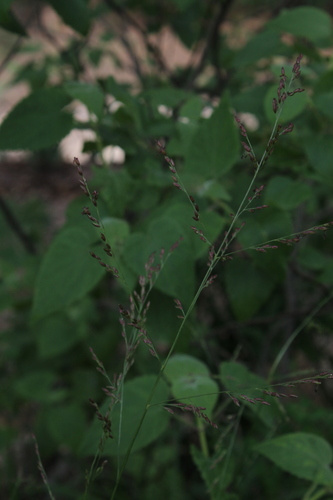 Panicum vaseyanum