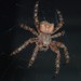 Cat-faced Orbweaver - Photo (c) Mason Maron, all rights reserved