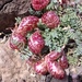 Astragalus whitneyi - Photo (c) Charlie Wright, όλα τα δικαιώματα διατηρούνται, uploaded by Charlie Wright