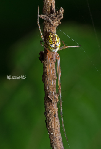Striated Tylorida