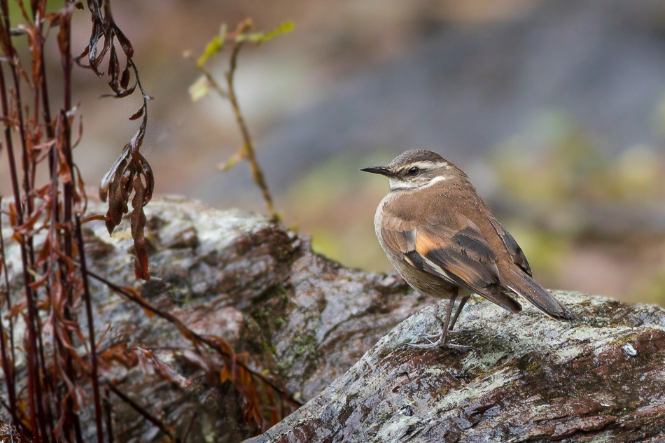 Cream-winged Cinclodes photo