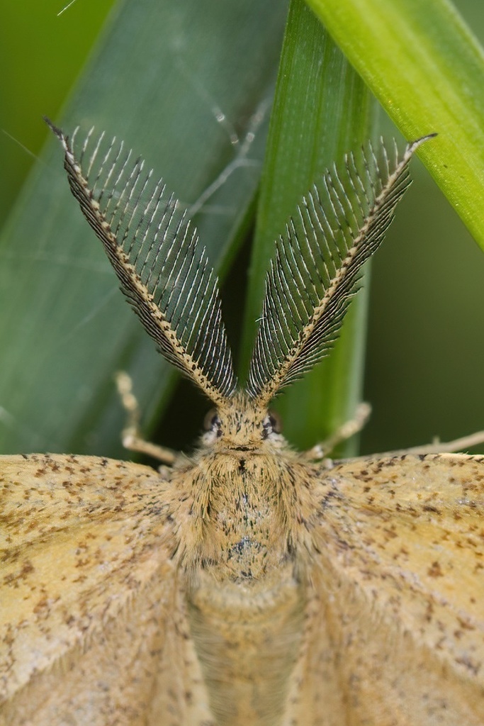 Flying Geometer Moth Geometer Moths from Via Don Luigi Orione, Cesano Maderno, Lombardia, IT ...