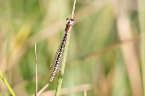 Scarce Blue-tailed Damselfly