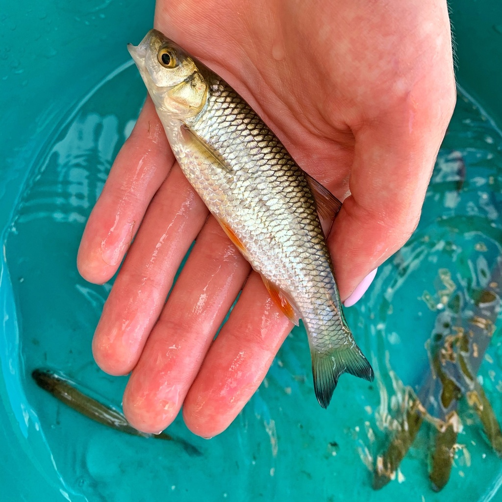 Creek chub (Great Lakes Fishes Field Guide) · iNaturalist