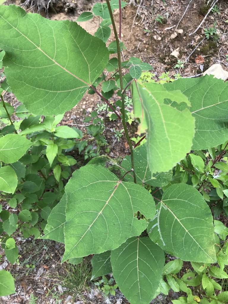 bigtooth aspen from Bonnechere Valley, Bonnechere Valley, ON, CA on ...