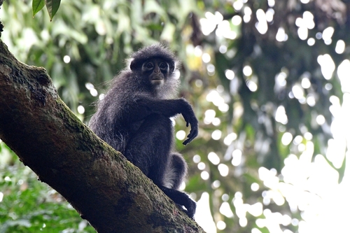 Presbytis femoralis (Martin, 1838)