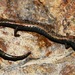 Kern Canyon Slender Salamander - Photo (c) Mike Rochford, all rights reserved, uploaded by Mike Rochford