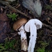 Hygrophorus Sect. Olivaceoumbrini - Photo (c) Kari L., all rights reserved, uploaded by Kari L.