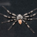 Araña Cazadora de Lamarck - Photo (c) Varun Vaze, todos los derechos reservados, subido por Varun Vaze