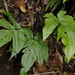 Tectaria trifoliata - Photo (c) Eric Knight, all rights reserved