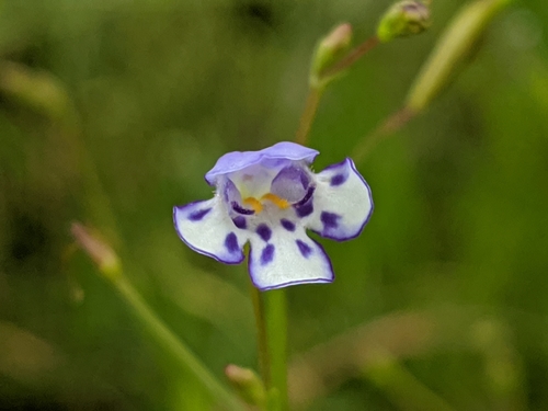 savannah false pimpernel (Lindernia grandiflora)