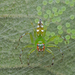 White-spotted Green Jumping Spider - Photo (c) Prasanna Parab, all rights reserved, uploaded by Prasanna Parab
