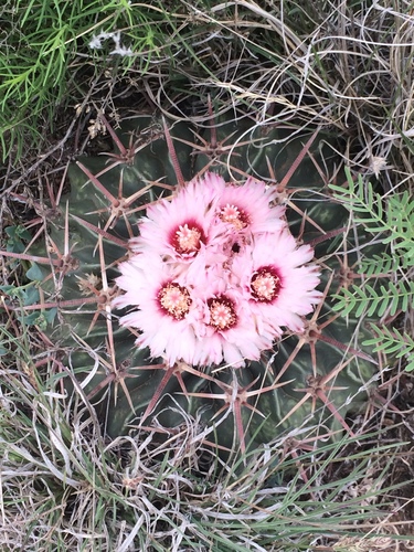 Horse Crippler Cactus