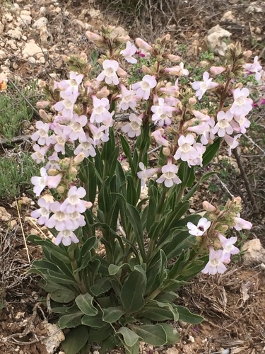 White-flower Beardtongue