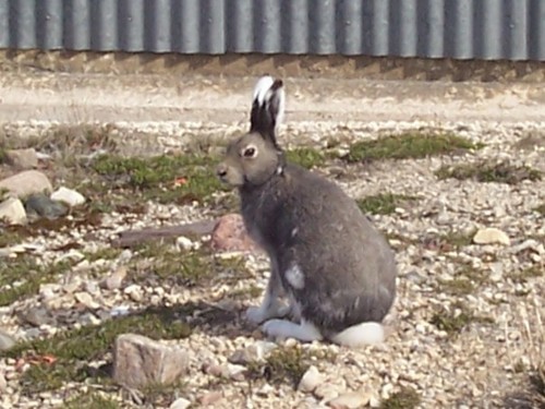 Arctic Hare