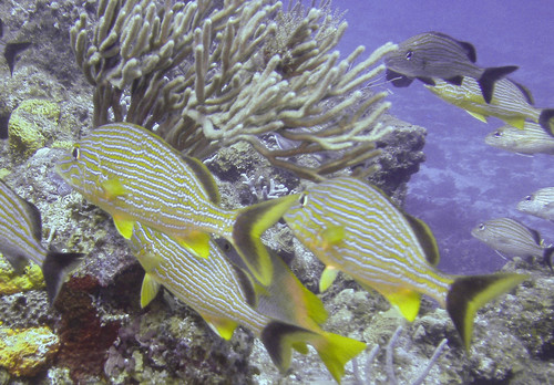 Bluestriped Grunt