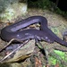 Two-toed Amphiuma - Photo (c) species_spotlight, all rights reserved