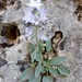 Campanula versicolor korabensis - Photo (c) Besnik Fetiu, todos los derechos reservados, subido por Besnik Fetiu