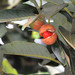 Myristica ceylanica - Photo (c) WK Cheng, todos los derechos reservados, uploaded by WK Cheng