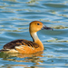 Fulvous Whistling-Duck - Photo (c) Tim Harding, some rights reserved (CC BY-NC-ND)