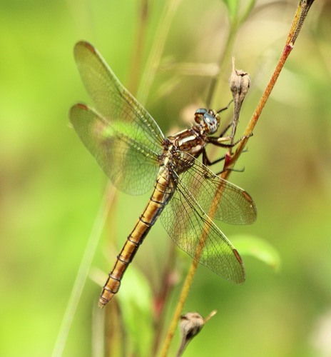 Keeled Skimmer