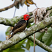 Large American Woodpeckers - Photo (c) Paul, all rights reserved, uploaded by Paul