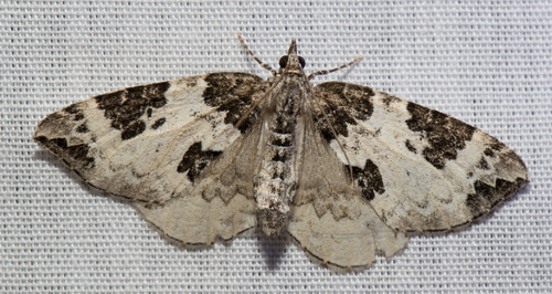 White Eulithis Moth