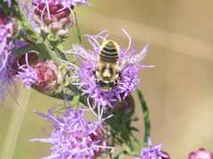 Megachile latimanus image