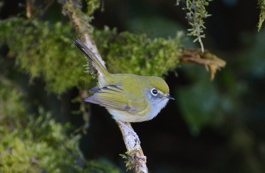 Serra do Mar Bristle-Tyrant photo