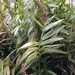 Elleanthus purpureus - Photo (c) Yam Melissa Pineda T, all rights reserved, uploaded by Yam Melissa Pineda T