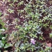 Veronica diosmifolia × speciosa - Photo (c) Yam Melissa Pineda T, todos los derechos reservados, subido por Yam Melissa Pineda T