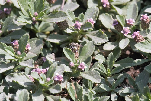 photo of Brues' Mini-digger (Exomalopsis bruesi)