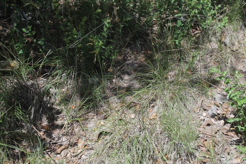 Floodplain Alkali Grass (Puccinellia poacea)