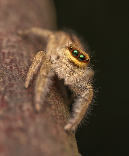 Marpissa radiata