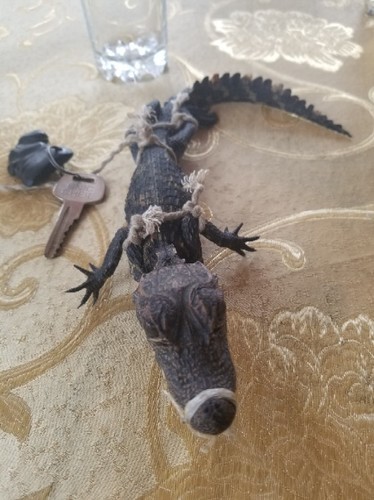Dwarf Crocodile
