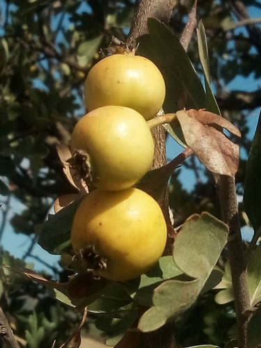 Subsection Azaroli · iNaturalist