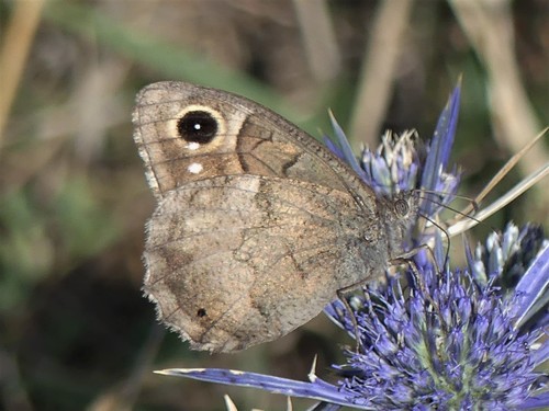 Tree Grayling