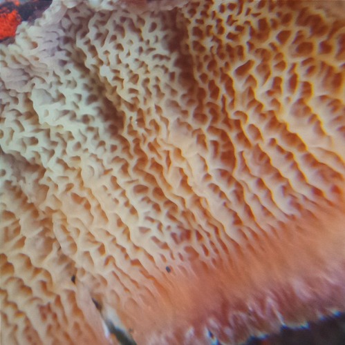 Coral-pink Merulius