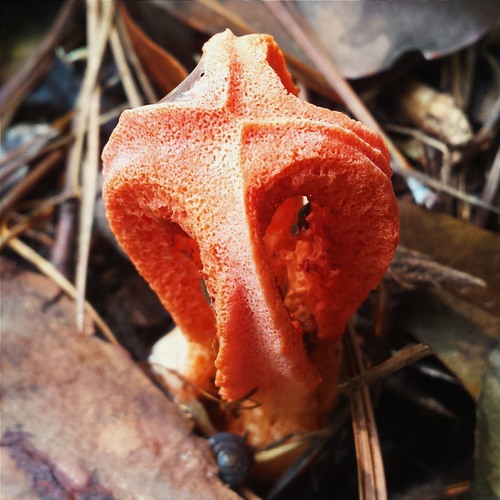 column stinkhorn