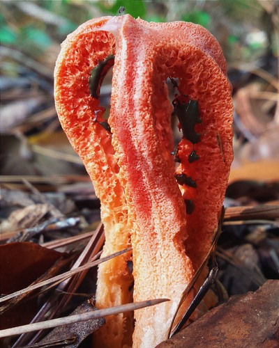 column stinkhorn