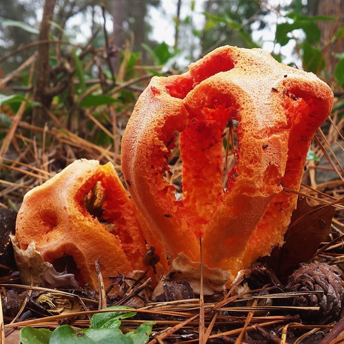 column stinkhorn
