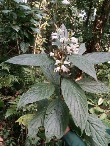 Mackaya indica