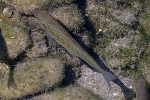 Squalius orientalis