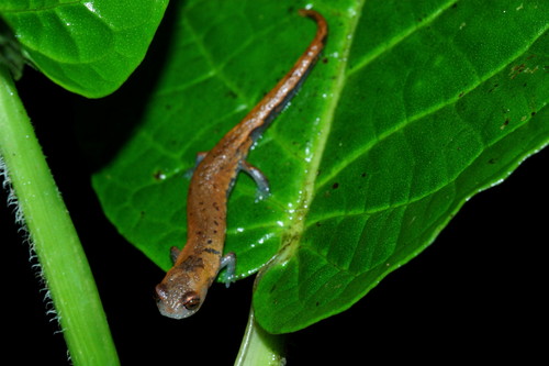 Cuetzalan Salamander