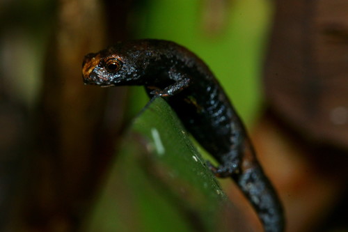 Cuetzalan Salamander