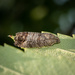 Codling Moth - Photo (c) Marco Huang, all rights reserved, uploaded by Marco Huang