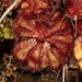 Natal Sundew - Photo (c) Oliver Harvey, all rights reserved