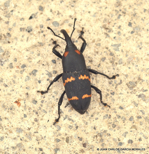 Cactus Weevil