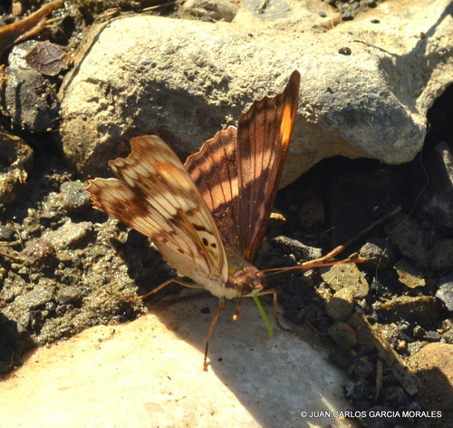 Pavon Emperor